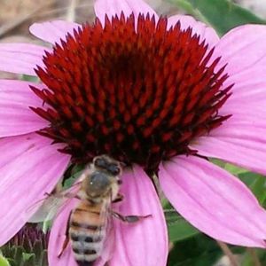 Meet your Posher, Audrey